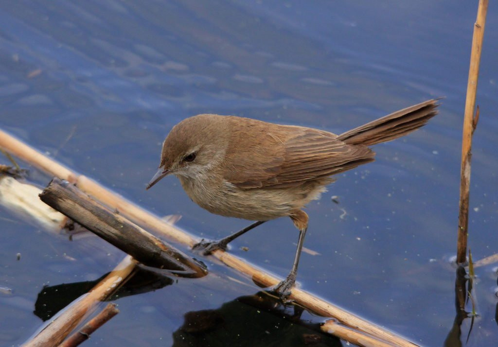 image African Reed Warbler